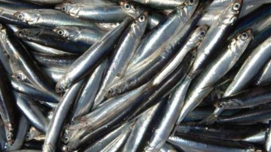 Krenuli dobri ulovi inćuna