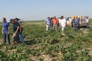 Cerkospora na repi razvila otpornost na fungicide!