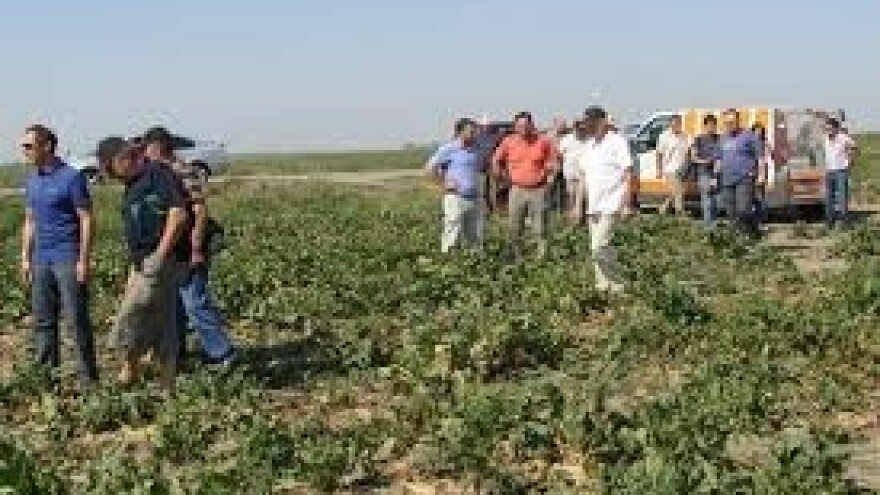 Cerkospora na repi razvila otpornost na fungicide!