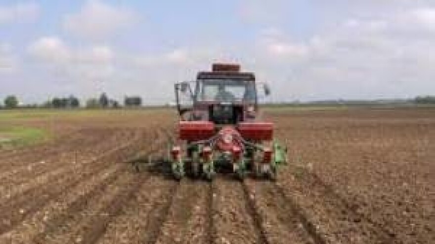 Sjetva pšenice i dalje najsigurnija?