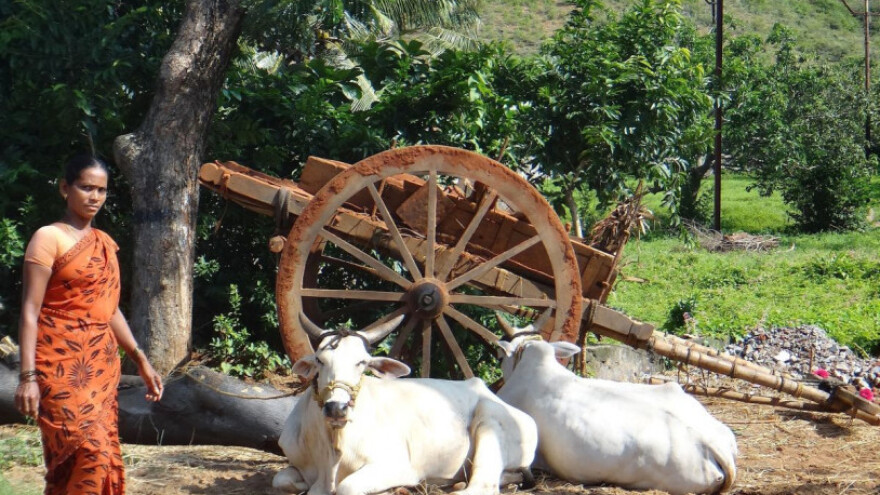 Indija popisuje goveda, označit će 88 miliona grla