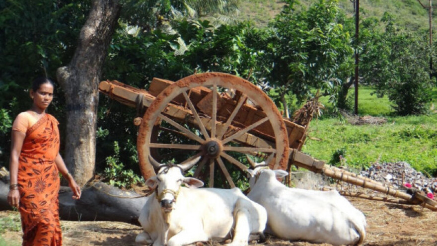 Indijska goveda imat će svoj jedinstveni broj!