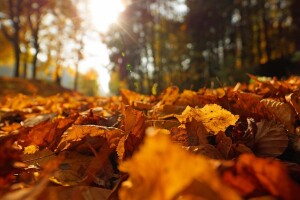 Hoćemo li sa babljim ljetom ući i u novembar?