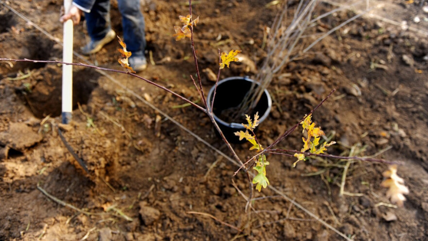 U 24 sata volonteri posadili 50,4 miliona stabala
