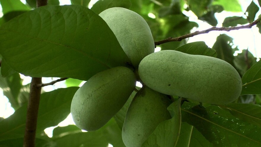 U Berilju kod Prokuplja rodile neobične banane