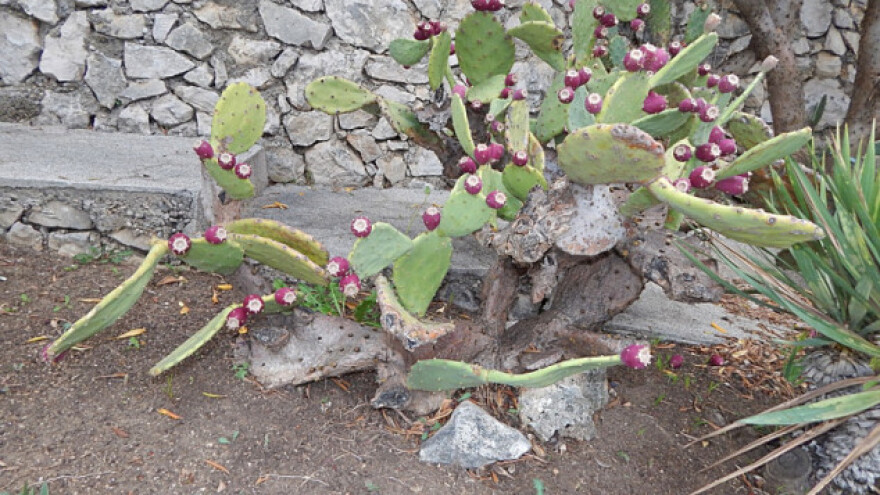 Indijska smokva - kaktus koji obećava