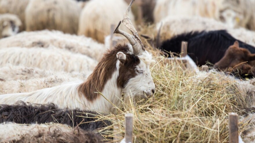 Mleko ovaca i koza koje se hrane senom, dobilo oznaku TSG
