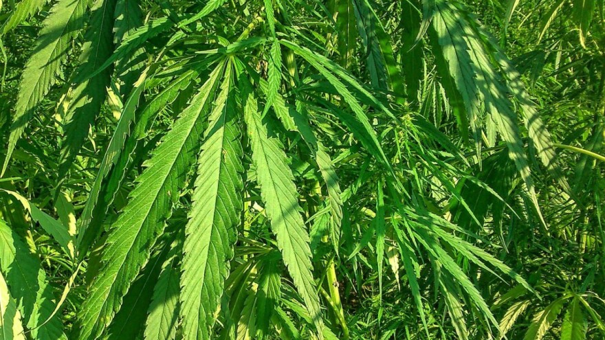 Za uzgajanje konoplje najbolji predusjevi su krompir i kukuruz
