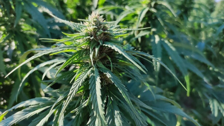 Konoplja u usponu: Mogla bi postati važna industrija u Evropi?