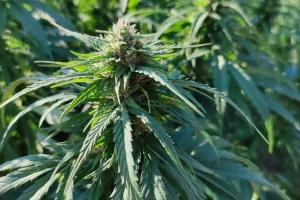 Konoplja u usponu: Mogla bi postati važna industrija u Europi?