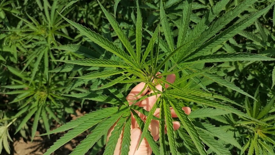 Konferencija o potencijalu industrijske konoplje u Privrednoj komori Vojvodine