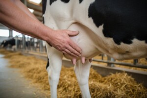 Infekcija vimena - mastitis