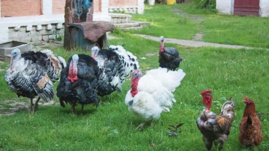 Moguća pojava influence ptica