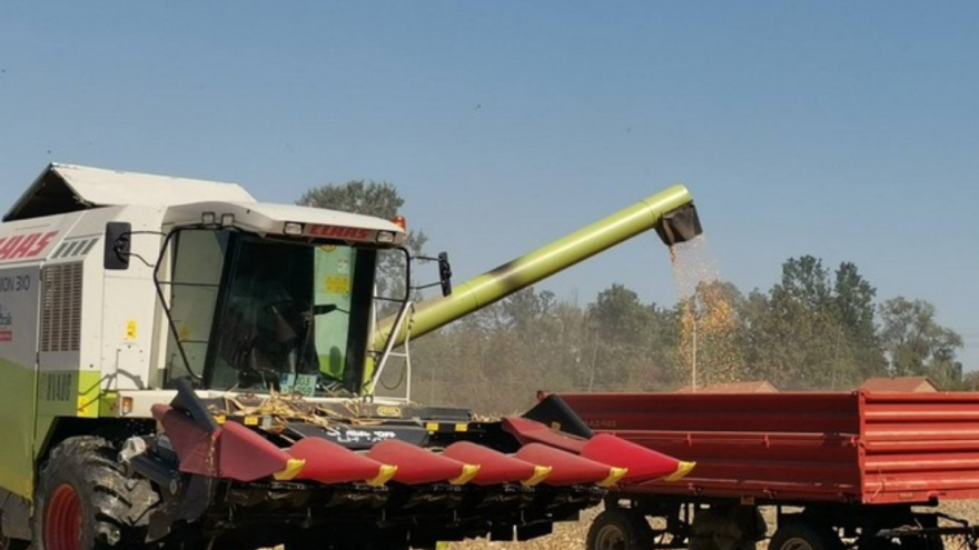 Počela žetva kukuruza: Prinos bolji, kakva je cijena?