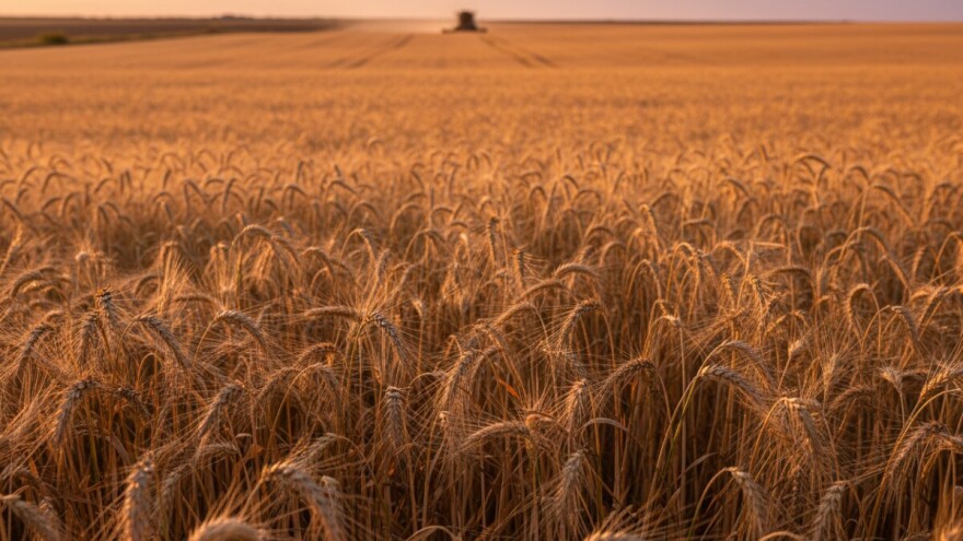 [Infografika] Ječam, globalna žitarica broj 4