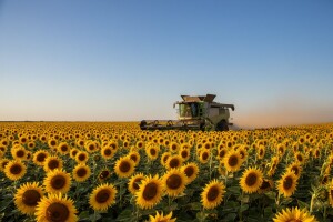 [Infografika] Raste proizvodnja suncokretovog ulja