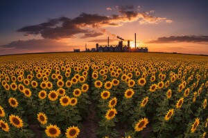 [Infografika] Raste proizvodnja suncokretovog ulja