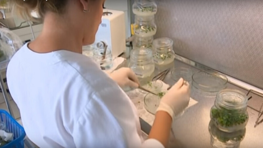 Biljke izlažu ozonu za brži i zdraviji razvoj!