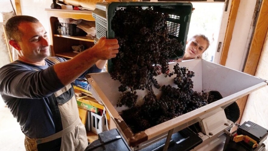 Studenti i profesori brali grožđe, sadili smokve i priredili Zalog(aj) budućnosti!