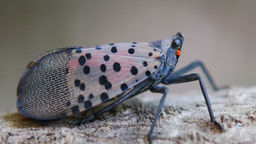 Proglasili rat uvezenim insektima koji sišu sok iz stabla voća