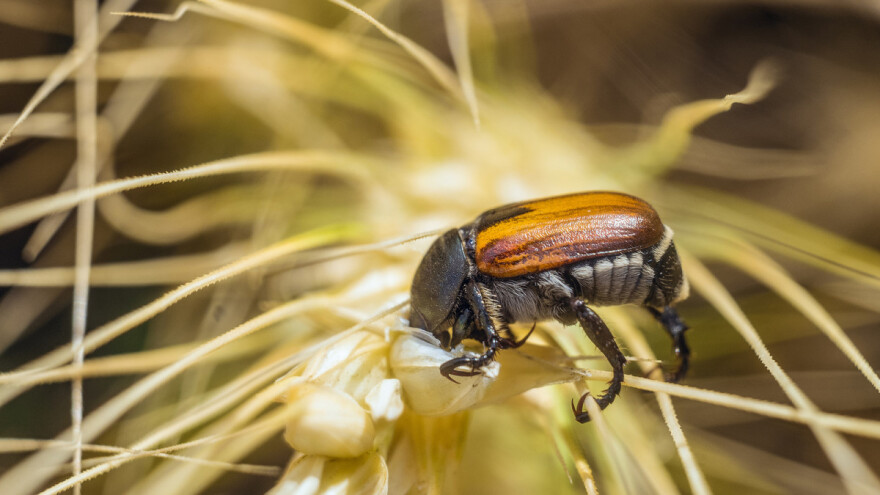 Povećanje temperature: Insekti će jesti više žitarica i biti otporniji na pesticide?