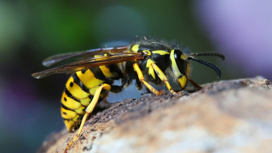 Suzbijanje ose zemljarice, jedne od najagresivnijih insekata te vrste