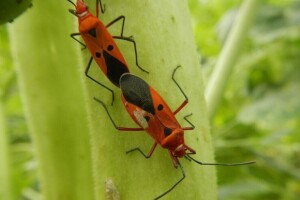 Sterilni mužjaci štetnih insekata zamijenit će insekticide?