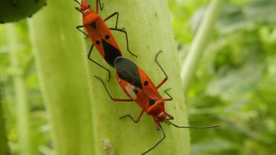 Sterilni mužjaci štetnih insekata zamijenit će insekticide?