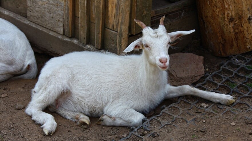 Za osam mjeseci uništeno 17 koza, četiri psa, 124 ovce, 10 divljih svinja, jedna svinja, sedam konja i 124 pčelinja društva