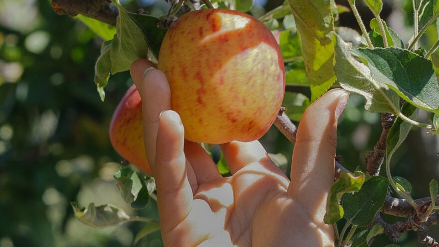 Inspektori izdali 852 prekršajna naloga u 24 dana