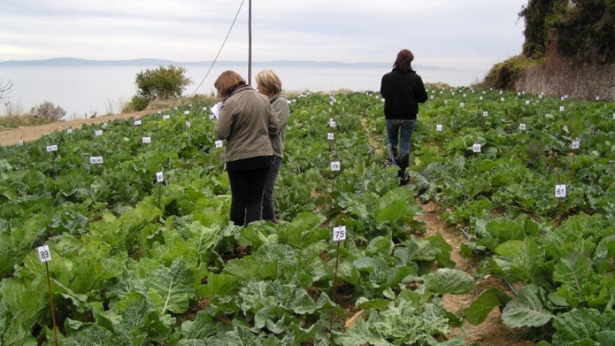 Istraživačka djelatnost u poljoprivredi