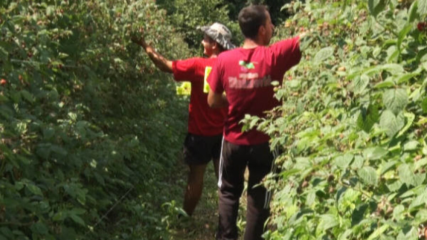 I doktori beru maline!