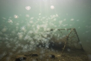 Invazivna vrsta u Jadranu - evolucija unazad?