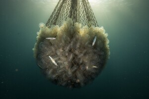 Invazivna vrsta u Jadranu - evolucija unazad?