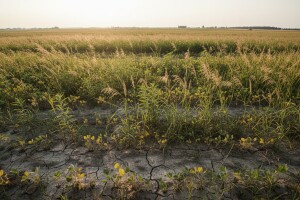 Invazivni korovi osvajaju plodne oranice