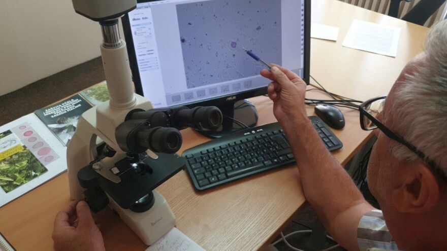 Kreće nova sezona mjerenja polena, stručnjaci će redovno izvještavati sve koji su alergični