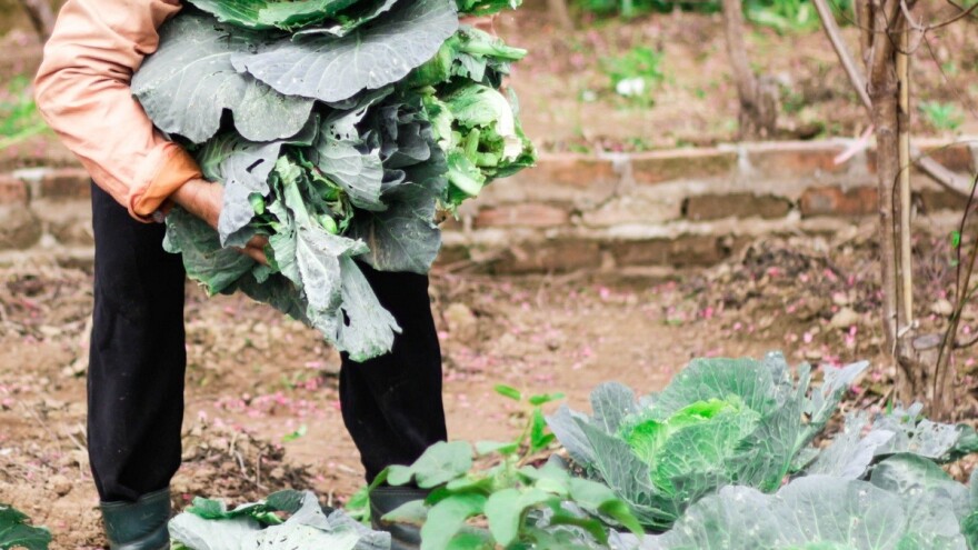 Za bh. poljoprivredu 90 miliona eura iz IPA fondova - poljoprivrednici u RS skeptični