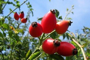 Jedina eko plantaža šipka u Slavoniji
