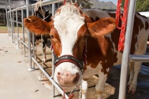 3,2 mil. kuna iz IPARD-a za farmu za uzgoj i tov goveda