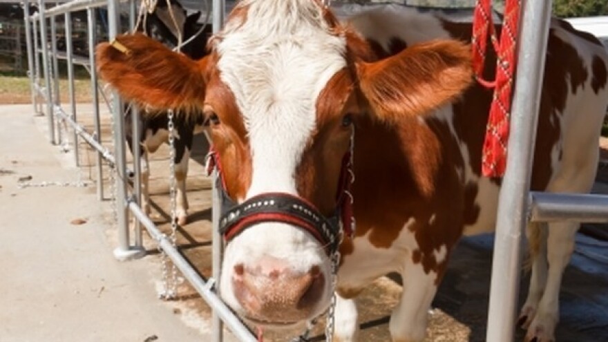 3,2 mil. kuna iz IPARD-a za farmu za uzgoj i tov goveda