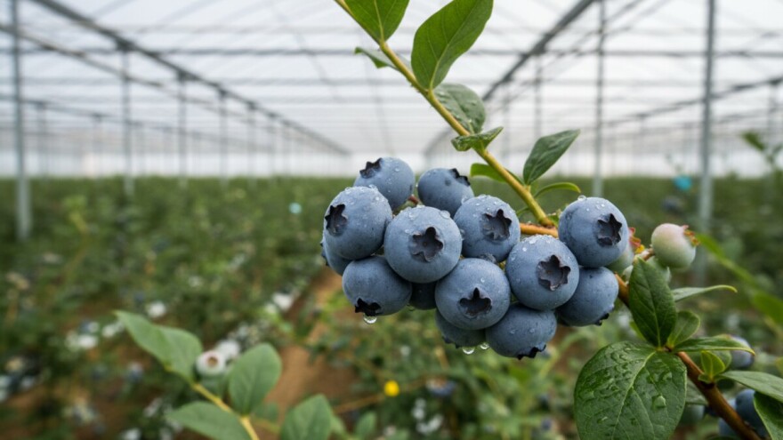 IPARD isplata za uzgoj borovnica