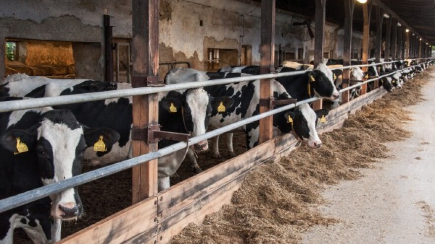 Iz IPARD-a 1,4 mil. kuna proizvođaču mlijeka