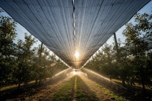 IPARD-om do sustava za navodnjavanje i obranu od tuče