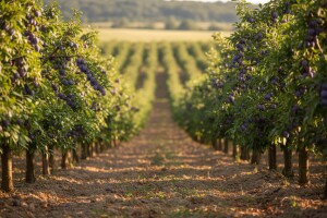 IPARD program - isplate poticaja