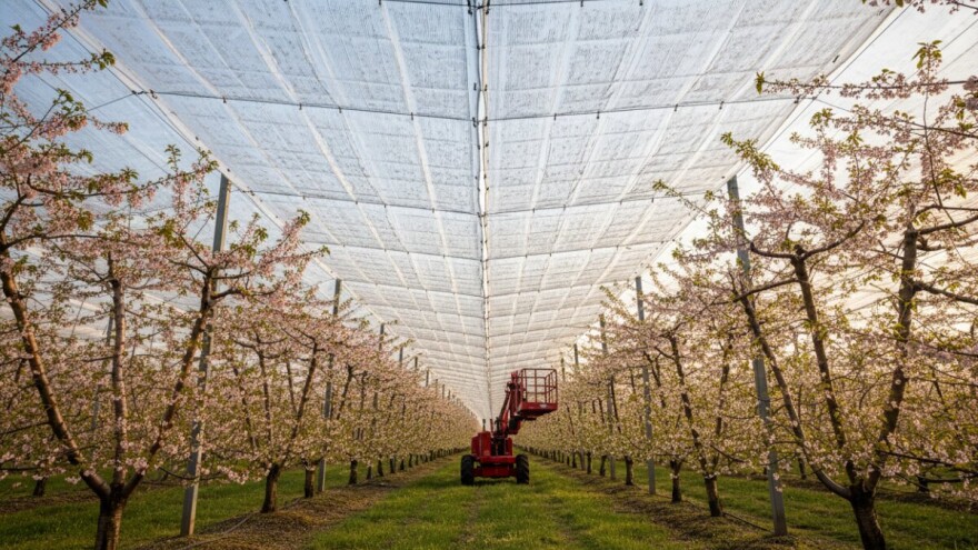 IPARD sredstva za nasade trešnje