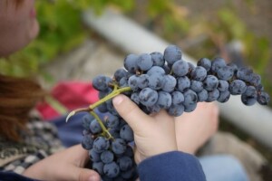 Za opremanje vinarije 677 tisuća kuna