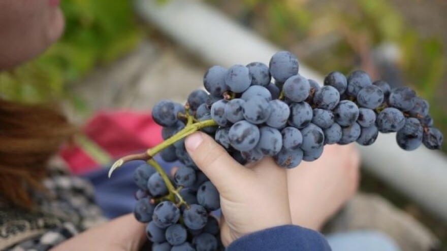 Za opremanje vinarije 677 tisuća kuna