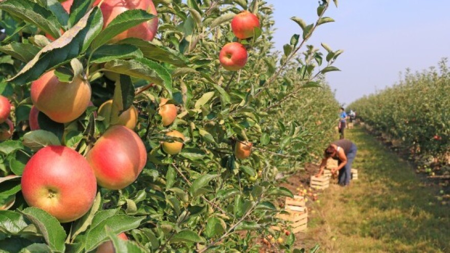 Iz IPARD-a do sada isplaćeno 400 mil. kuna