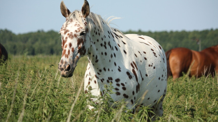 Neobični pjegavi konji: Tri su najpoznatije pasmine