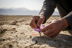 Iran - sušni biser slanog tla, šafrana i kavijara